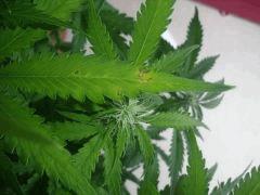 DSCF2352