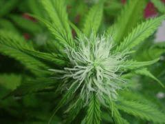 DSCF2357