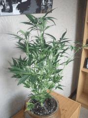 DSCF2353