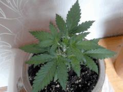 Jack Diesel Express Auto_2