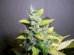 DSCF2504