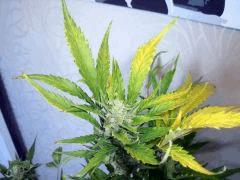 DSCF2428