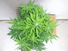 DSCF2347