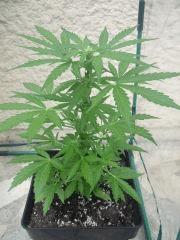 DSCF2371
