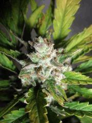 DSCF2497
