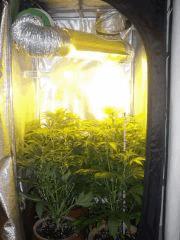 DSCF2320