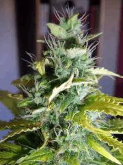 DSCF2438