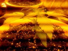 IMG 20130807 191356