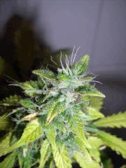 DSCF2499