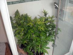 DSCF2483