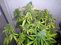 DSCF2502