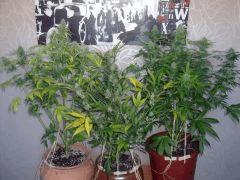 DSCF2448