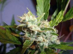 DSCF2426