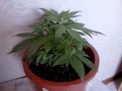 Mikro3