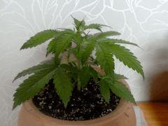 Mikro 2