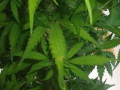 DSCF2348
