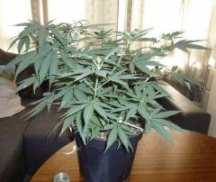 C+50 la 2ème pot de 10L