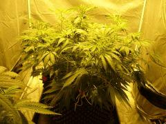C+61 F+5 (1er pistils)