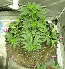 critical kush C+40