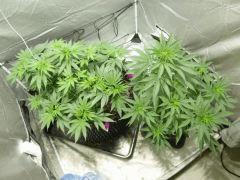 critical kush C+50