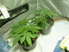 critical kush C+23