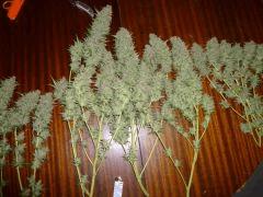 F+65 cut