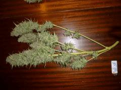 F+65 cut
