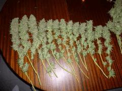 F+65 cut