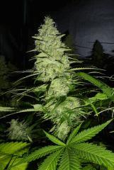 F+51