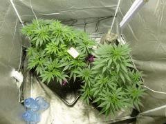 critical kush C+50