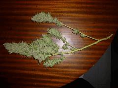 F+65 cut