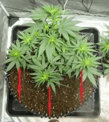 C+39 rempotage 40L