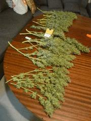 F+65 cut