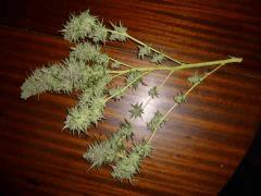 F+65 cut