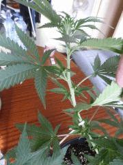 C+50 la 2ème pot de 10L