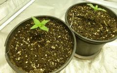 critical kush