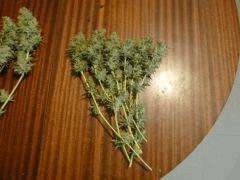 F+65 cut