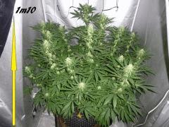 C+62  F+23 c kush monstro