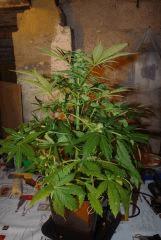 Super skunk à FLO+20
