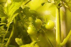 tomates