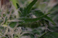 Macro5