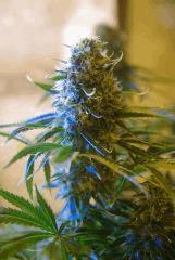 bud art bleu