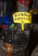 Bubblegummer 2