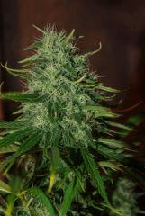1bud