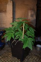 Super Skunk1