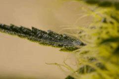 tritri