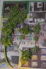 premier cut d'un bud