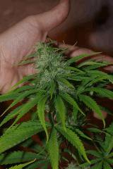 bud