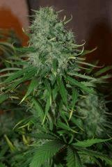 bud 3