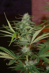 Bud3